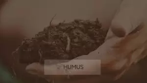 humus