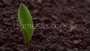 humuslu toprak